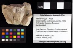 Foto (Objket + Etiketten) von Cracensigillatus acutirostris (Moericke, 1889) 